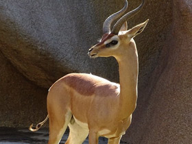 Геренук Геренук