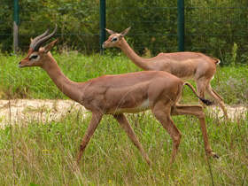 Смотреть фото Геренук Фото Геренук
