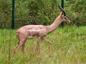 Смотреть фото Геренук Фото Геренук