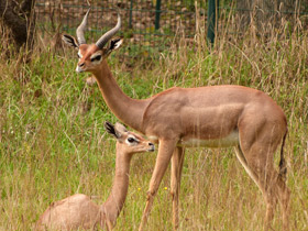 Смотреть фото Геренук Фото Геренук