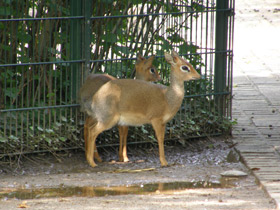 Смотреть фото Обыкновенный дикдик Фото Обыкновенный дикдик