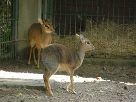 Смотреть фото Обыкновенный дикдик Фото Обыкновенный дикдик