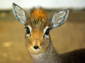 Смотреть фото Чья семья самая дружная? Самые верные животные Фото Чья семья самая дружная? Самые верные животные