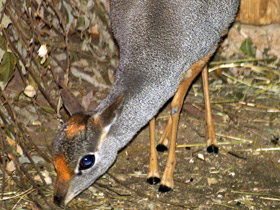 Смотреть фото Дикдик: антилопа ростом с зайца Фото Дикдик: антилопа ростом с зайца