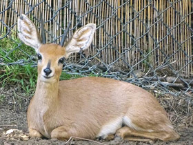 Смотреть фото Обыкновенный стенбок Фото Обыкновенный стенбок