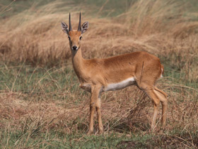 Смотреть фото Обыкновенный стенбок Фото Обыкновенный стенбок