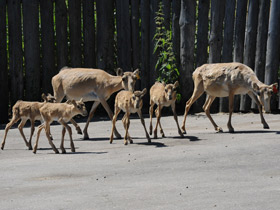 Смотреть фото Сайгак Фото Сайгак