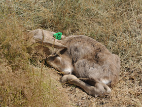 Смотреть фото Сайгак Фото Сайгак