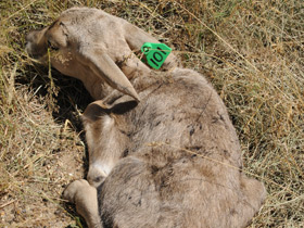 Смотреть фото Сайгак Фото Сайгак
