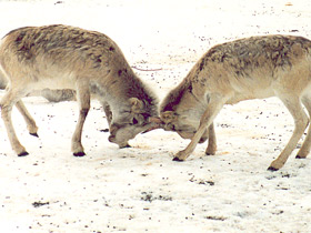 Смотреть фото Сайгак Фото Сайгак