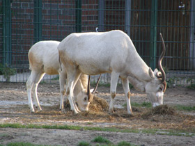 Фото Аддакс