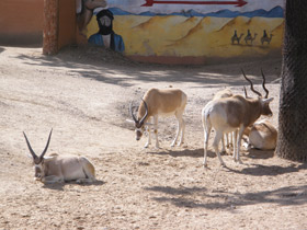 Фото Аддакс