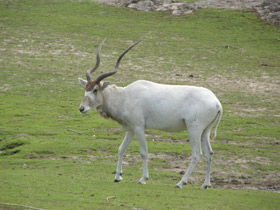 Фото Аддакс
