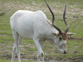 Фото Аддакс