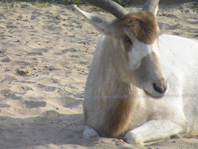 Фото Аддакс