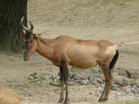 Смотреть фото Каама Фото Каама