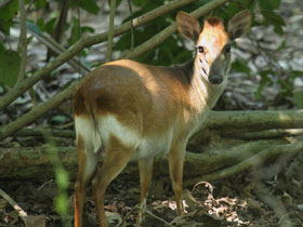 Смотреть фото Занзибарский дукер Фото Занзибарский дукер