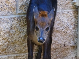 Фото Чёрный дукер