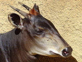 Смотреть фото Желтоспинный дукер Фото Желтоспинный дукер