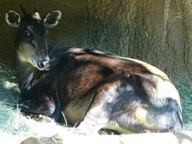 Смотреть фото Желтоспинный дукер Фото Желтоспинный дукер