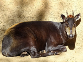 Смотреть фото Желтоспинный дукер Фото Желтоспинный дукер