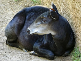 Смотреть фото Желтоспинный дукер Фото Желтоспинный дукер