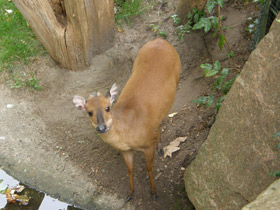 Фото Красный дукер