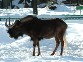 Смотреть фото Белохвостый гну Фото Белохвостый гну