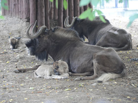Смотреть фото Белохвостый гну Фото Белохвостый гну