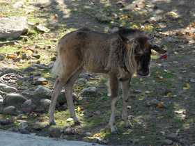 Смотреть фото Белохвостый гну Фото Белохвостый гну