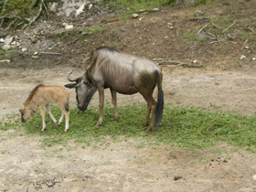 Смотреть фото Голубой гну Фото Голубой гну