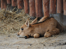 Смотреть фото Черная антилопа Фото Черная антилопа