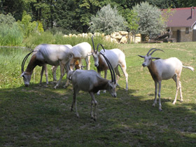 Смотреть фото Саблерогая антилопа Фото Саблерогая антилопа