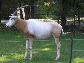 Смотреть фото Саблерогая антилопа Фото Саблерогая антилопа