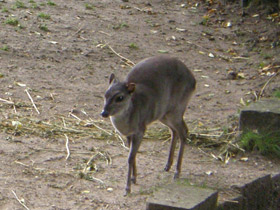 Фото Голубой дукер
