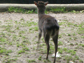 Фото Голубой дукер
