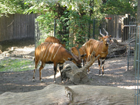 Смотреть фото Бонго Фото Бонго