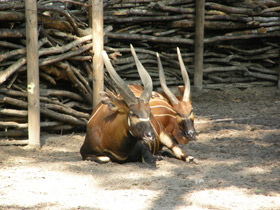 Смотреть фото Бонго Фото Бонго