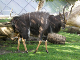 Смотреть фото Ньяла Фото Ньяла