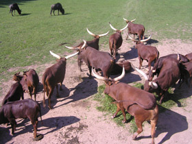 Смотреть фото Самый длинный язык у животных Фото Самый длинный язык у животных