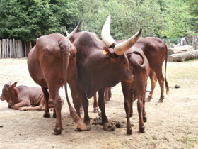 Смотреть фото Бык ватусси Фото Бык ватусси