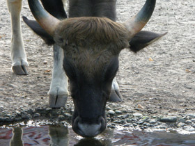 Смотреть фото Гаур Фото Гаур