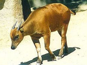 Смотреть фото Аноа Фото Аноа