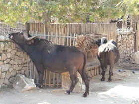 Смотреть фото Африканский буйвол Фото Африканский буйвол