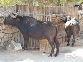 Смотреть фото Африканский буйвол Фото Африканский буйвол