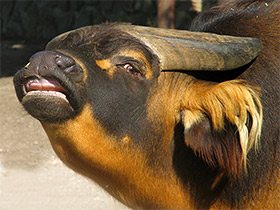 Смотреть фото Африканский карликовый буйвол Фото Африканский карликовый буйвол