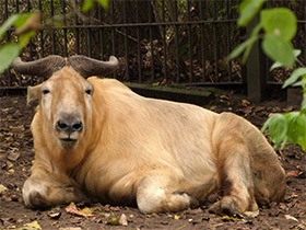 Смотреть фото Такин Фото Такин