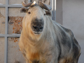 Смотреть фото Такин Фото Такин