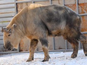 Смотреть фото Такин Фото Такин