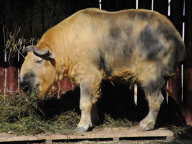 Смотреть фото Такин Фото Такин